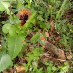 Trigona fulviventris