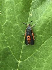 Eichlinia cucurbitae