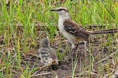 Mimus saturninus