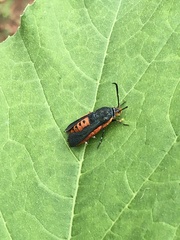 Eichlinia cucurbitae