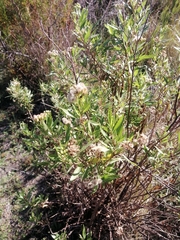 Nidorella ivifolia