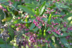 Muehlenbeckia sagittifolia