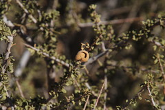 Boscia foetida foetida
