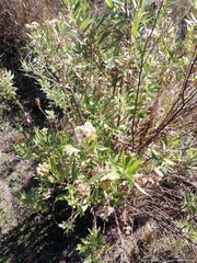Nidorella ivifolia