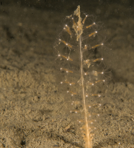 Virgularia mirabilis