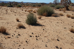 Acanthopsis disperma