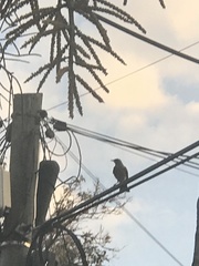 Passeriformes