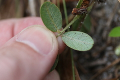 Tephrosia florida
