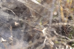 Cyrtophora citricola