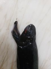 Pachystomias microdon