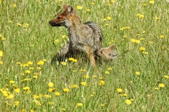 Lycalopex gymnocercus