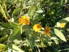 Pascalia subvaginata