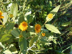 Pascalia subvaginata