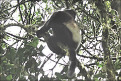 Propithecus edwardsi