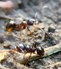 Pheidole crassicornis