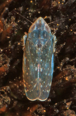 Scaphytopius frontalis