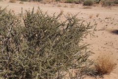 Boscia foetida foetida