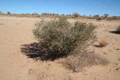 Boscia foetida foetida