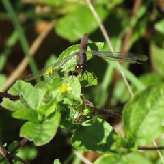 Erythrodiplax melanorubra