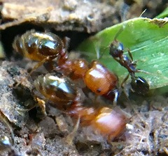 Pheidole crassicornis
