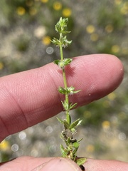 Galium virgatum