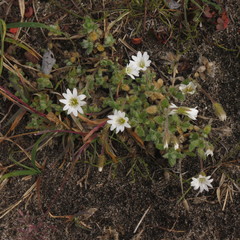 Common Mouse-ear (Cerastium vulgatum)