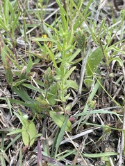 Galium virgatum