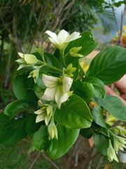 Mussaenda philippica