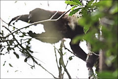 Propithecus edwardsi