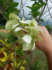 Mussaenda philippica