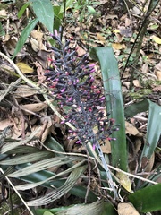 Aechmea mexicana