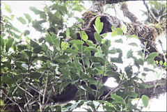 Propithecus edwardsi