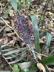 Aechmea mexicana
