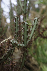 Euphorbia aeruginosa