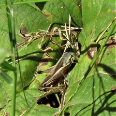 Amblytropidia australis