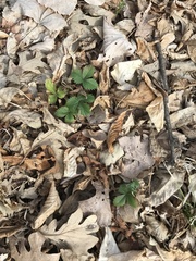 Fragaria vesca americana