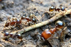 Pheidole crassicornis