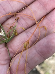 Smicronyx sculpticollis