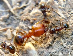 Pheidole crassicornis