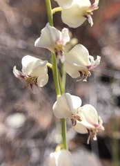 Streptanthus glandulosus secundus