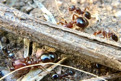 Pheidole crassicornis