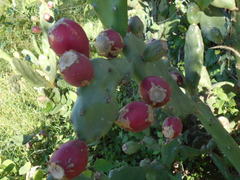 Opuntia elata