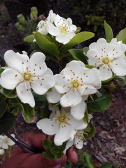 Lindleya mespiloides