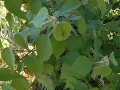 Croton lachnostachyus