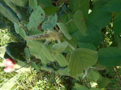 Croton lachnostachyus
