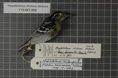 Spot-Tailed Antwren photo 3