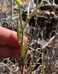 Streptanthus glandulosus secundus