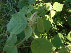 Croton lachnostachyus
