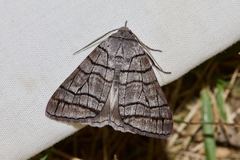 Liometopa rectilinea