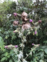 Cirsium mexicanum